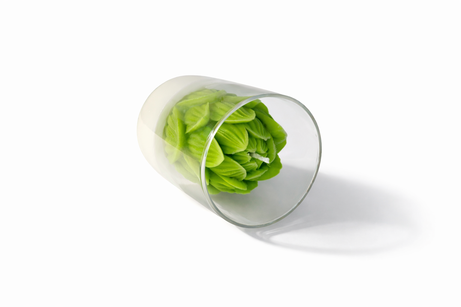 Лотос зеленый  — фото 2